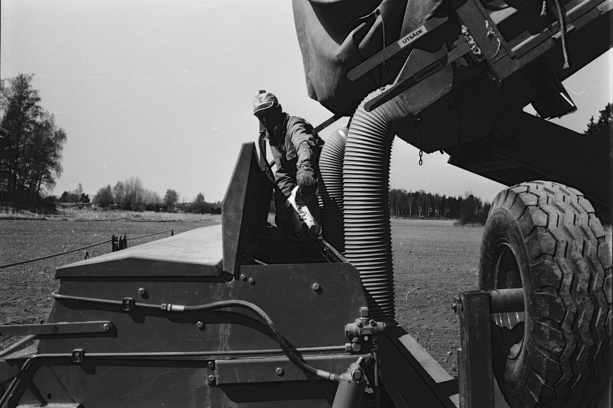 Gårdsmästare Ingemar Karlsson fyller kombisåmaskinen från den högtippande kärran, Hacksta gård, Enköpings-Näs socken, Uppland maj 1981