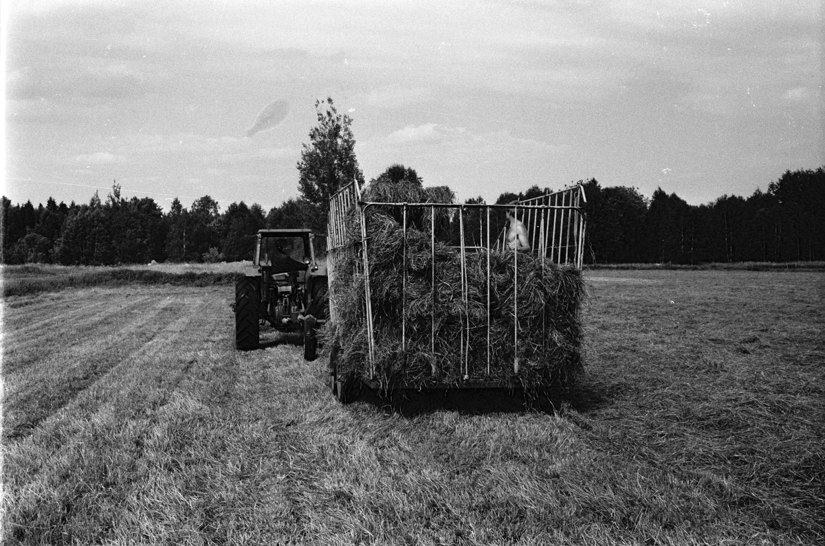 Höpressning med räfsa, press och balvagn, avbytaren Lars Kastemyr i vagnen, Mossbo, Tierps socken, Uppland juli 1981
