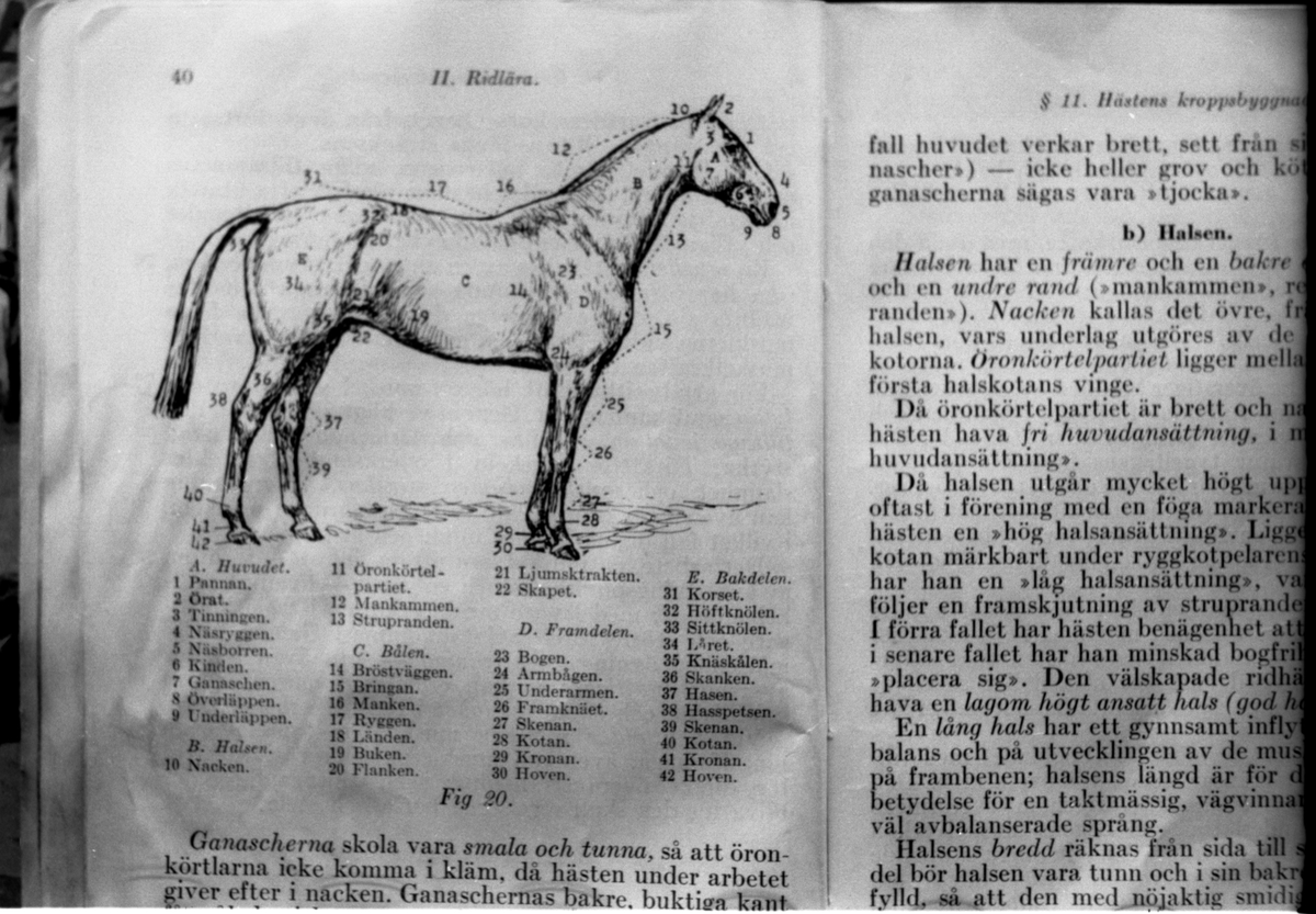 Avfotografert side fra faglitteratur som omhandler hester.