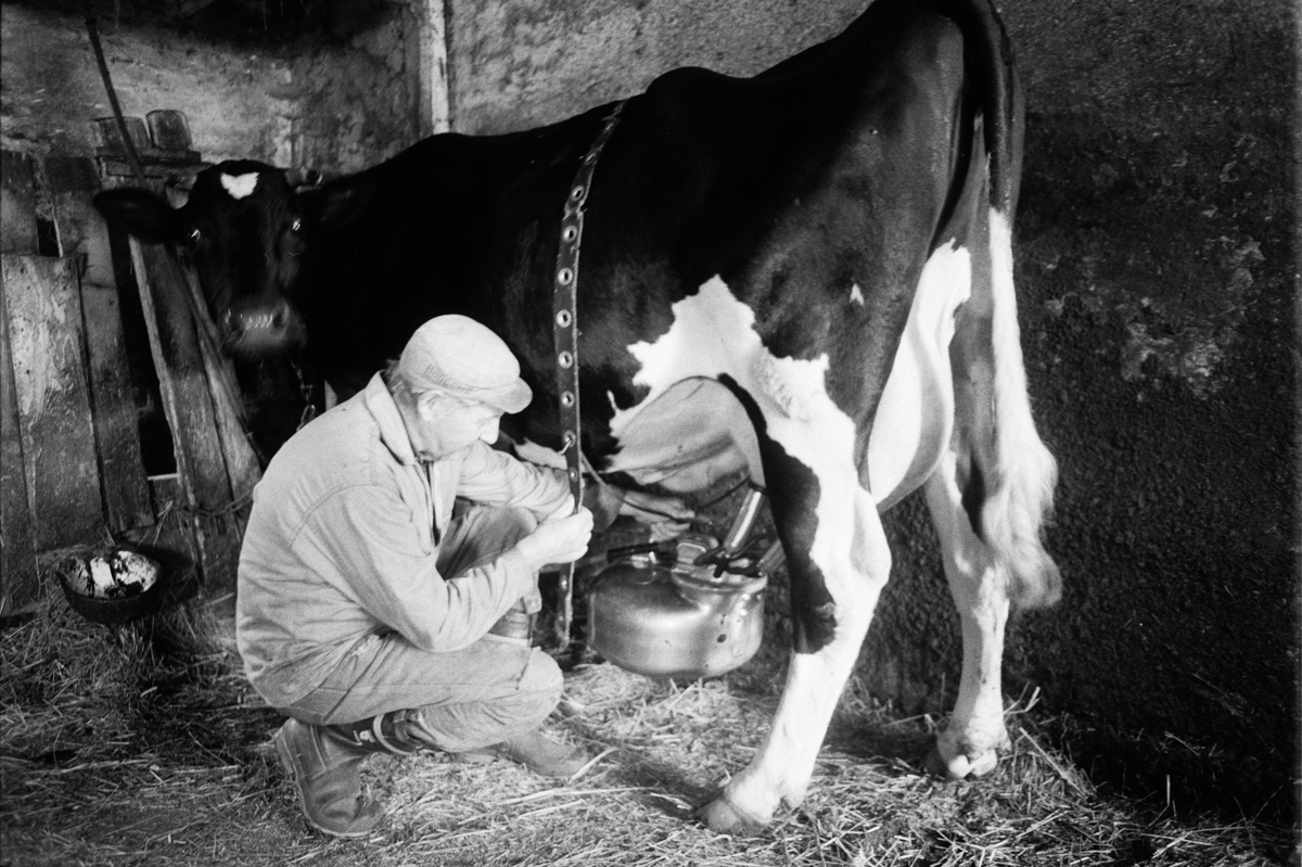 Lantbrukare Birger Mattsson mjölkar en ko i ladugården, Lönnholmen, Gräsö, Uppland 1994 - 1995