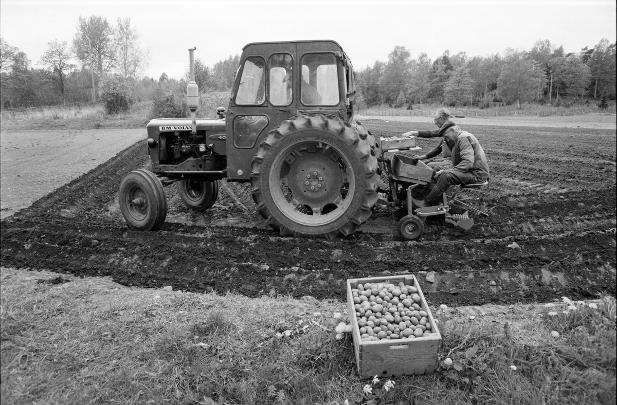 Lantbrukare Arvid och Birger Mattsson samt okänd man sätter potatis, Lönnholmen, Gräsö, Uppland 1994 - 1995