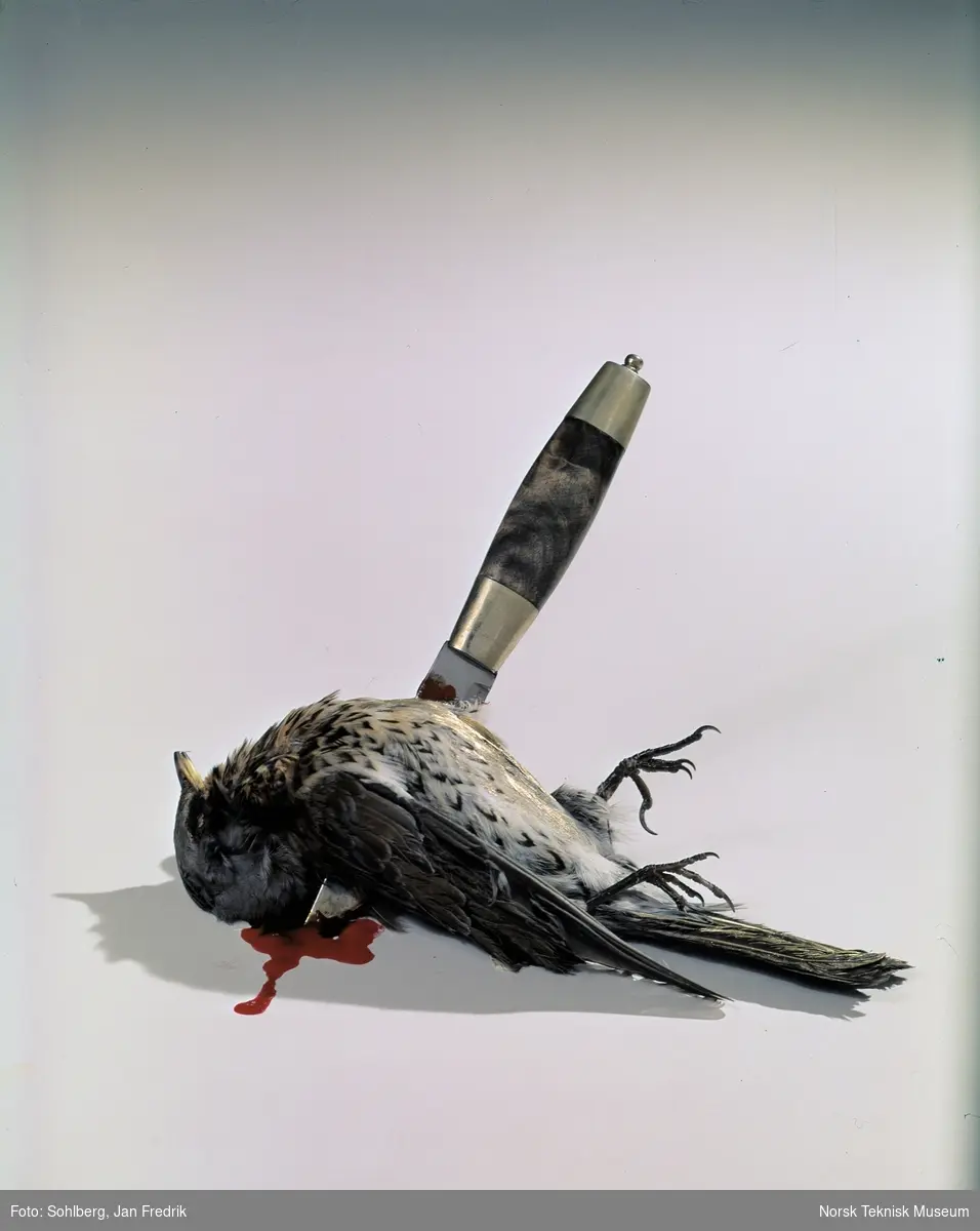 Illustrasjonsfoto; en død fugl med en kniv gjennom kroppen. Påskekrim.