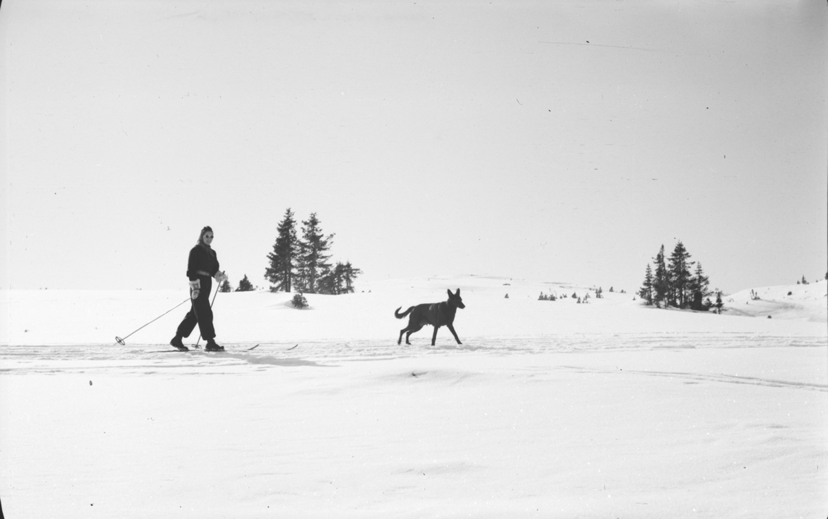 Kvinne på ski med hund - Maihaugen DigitaltMuseum