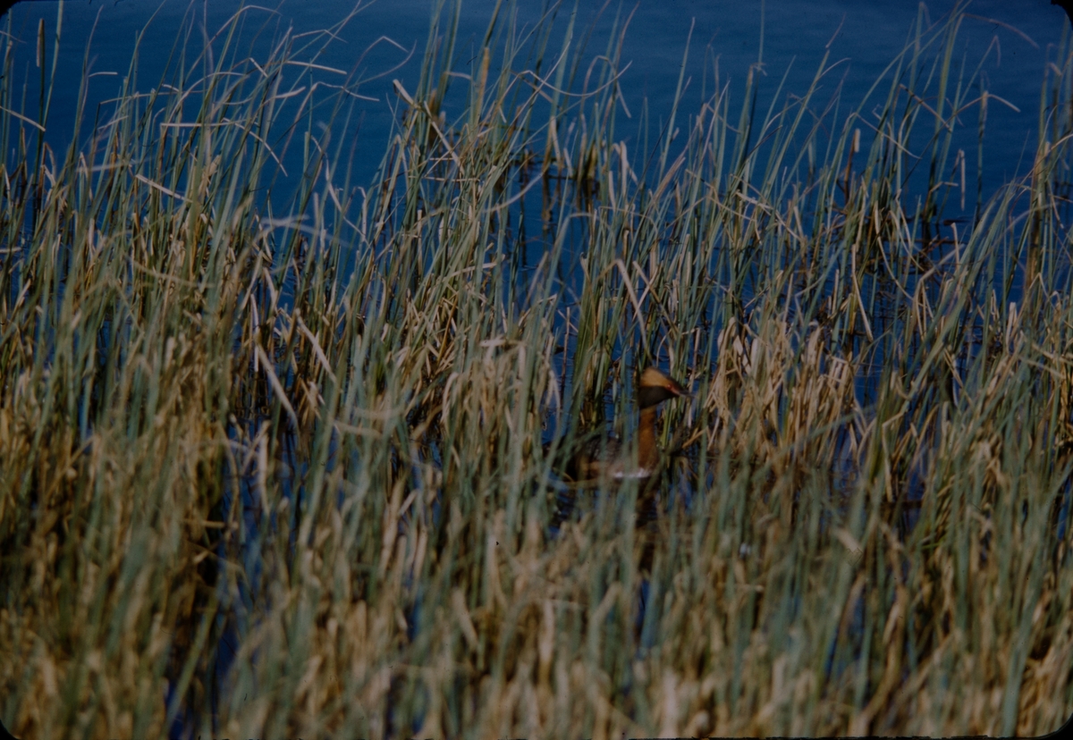 Horndykker i sivet, Tjøtta 1957