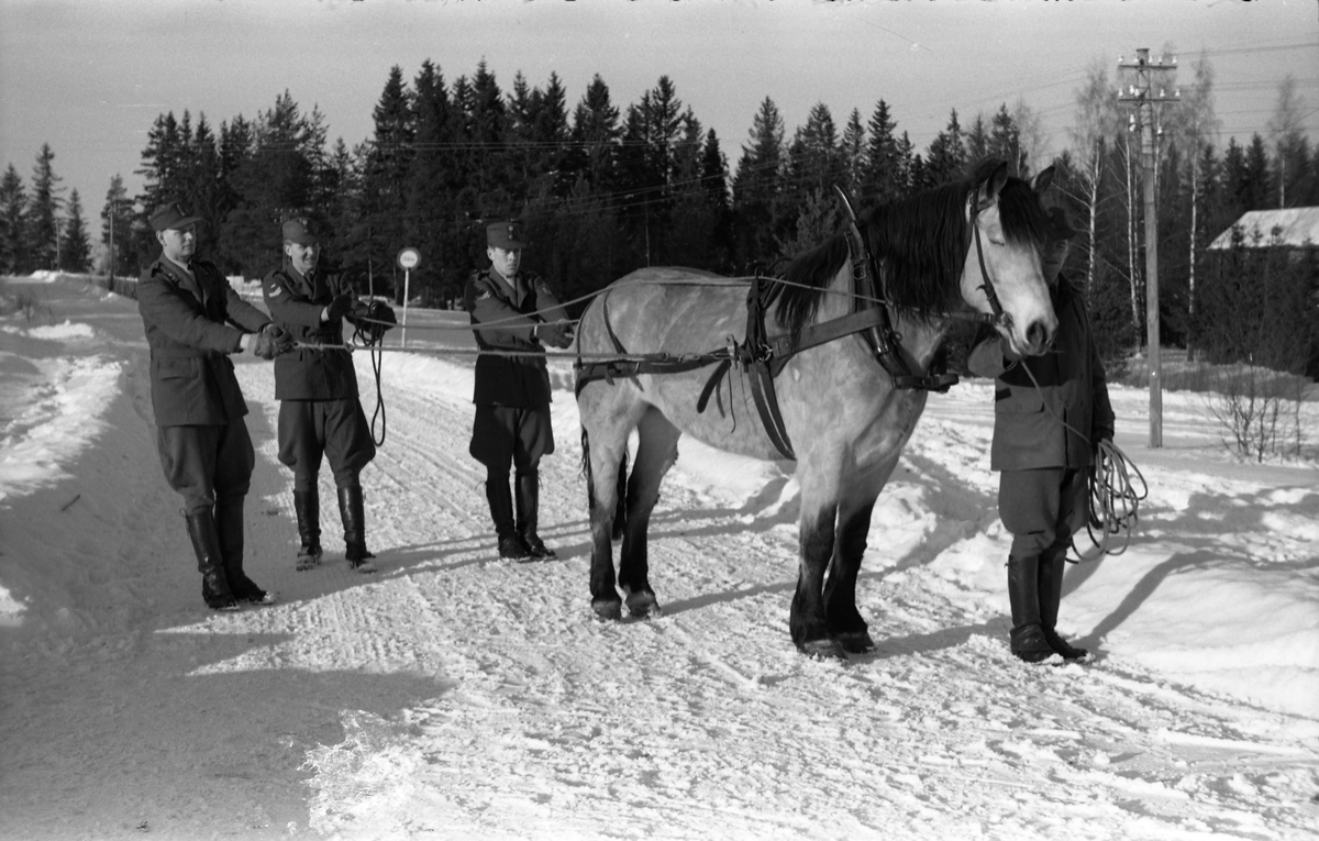 Fire bilder fra Hærens Hesteskole på Starum. Noe uklart hva som skal illustreres, men kanskje hvordan snørekjøring med hest kan foregå. Personene er ikke identifisert.
