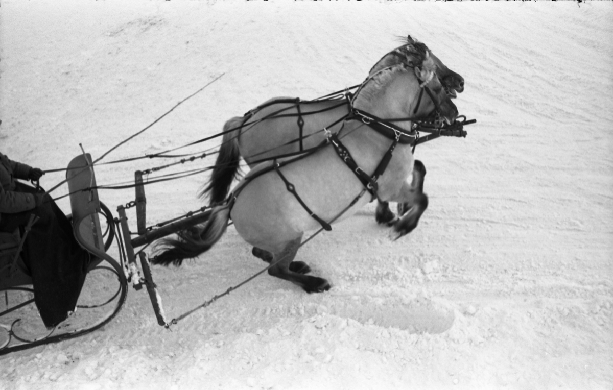 Hestespann på Starum ca. årsskiftet 1957/1958. Fire bilder.