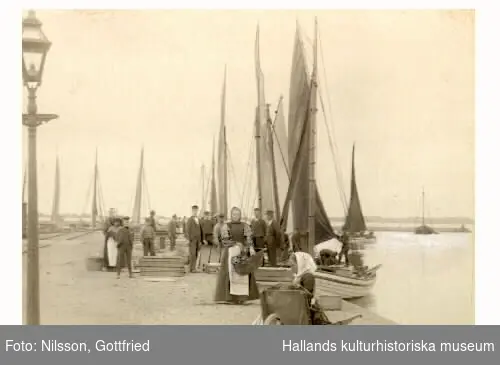 Varbergs fiskeflotta. Fiskebåtar i Varbergs hamn. "Den stora sillfångsten" var rubriken till bilden då den ingick i den av Albert Sandklef på Museet i Varberg anordnade pristävlingen om gamla Hallandsbilder.