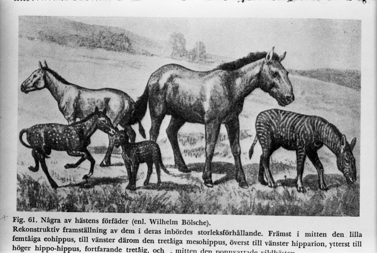 Tre avfotograferte hesteillustrasjoner fra bok eller annen trykksak.