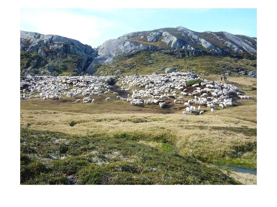 Sauene frå Langeidsheia er samla i Kotådalen under drivingen av sauene ned frå fjellet på hausten.