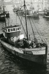 Svolvær. M/k "Altsula" fra Honningsvåg på Lofotfiske. 1950-t