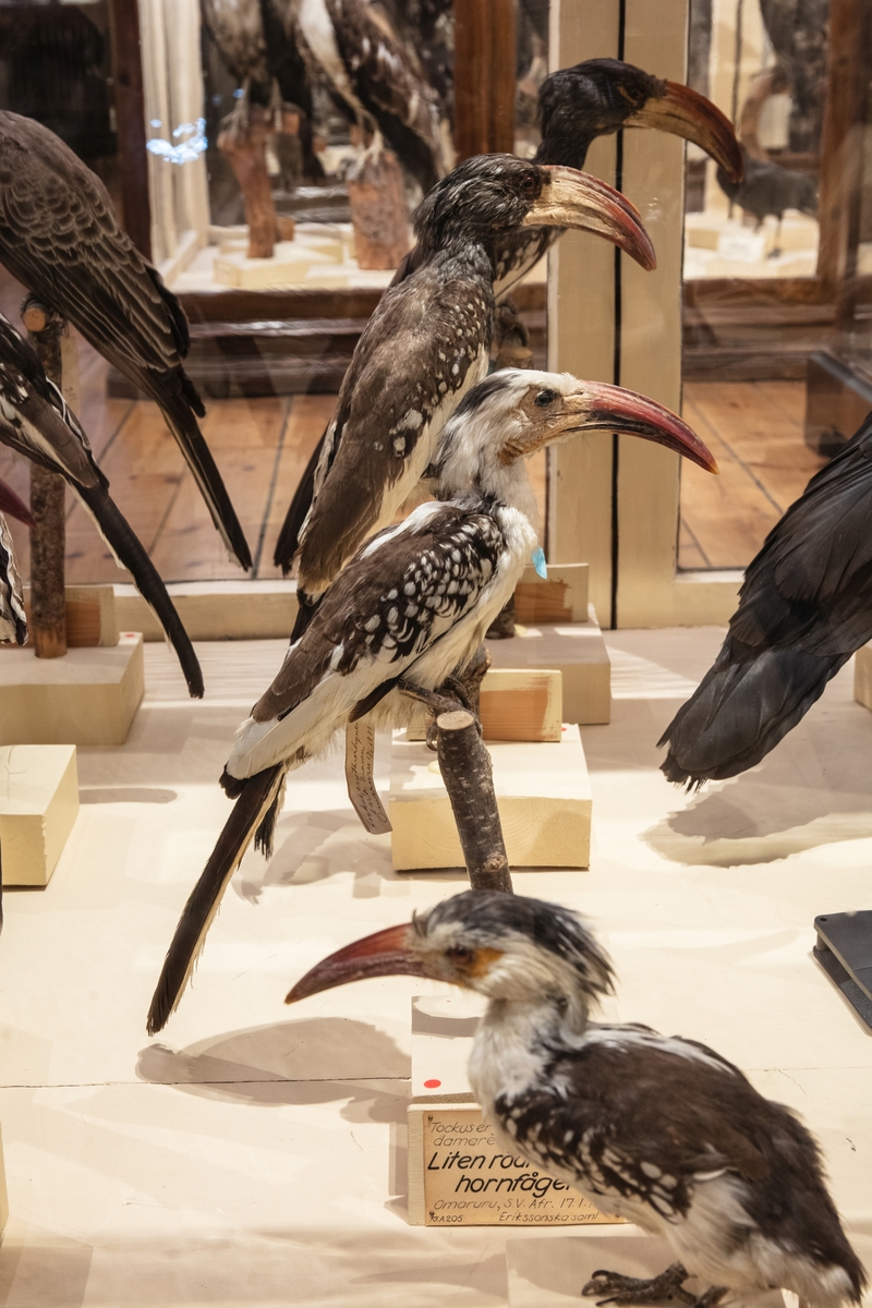 Vänersborgs museum, Afrikanska fågelsalen. Näshornsfåglar