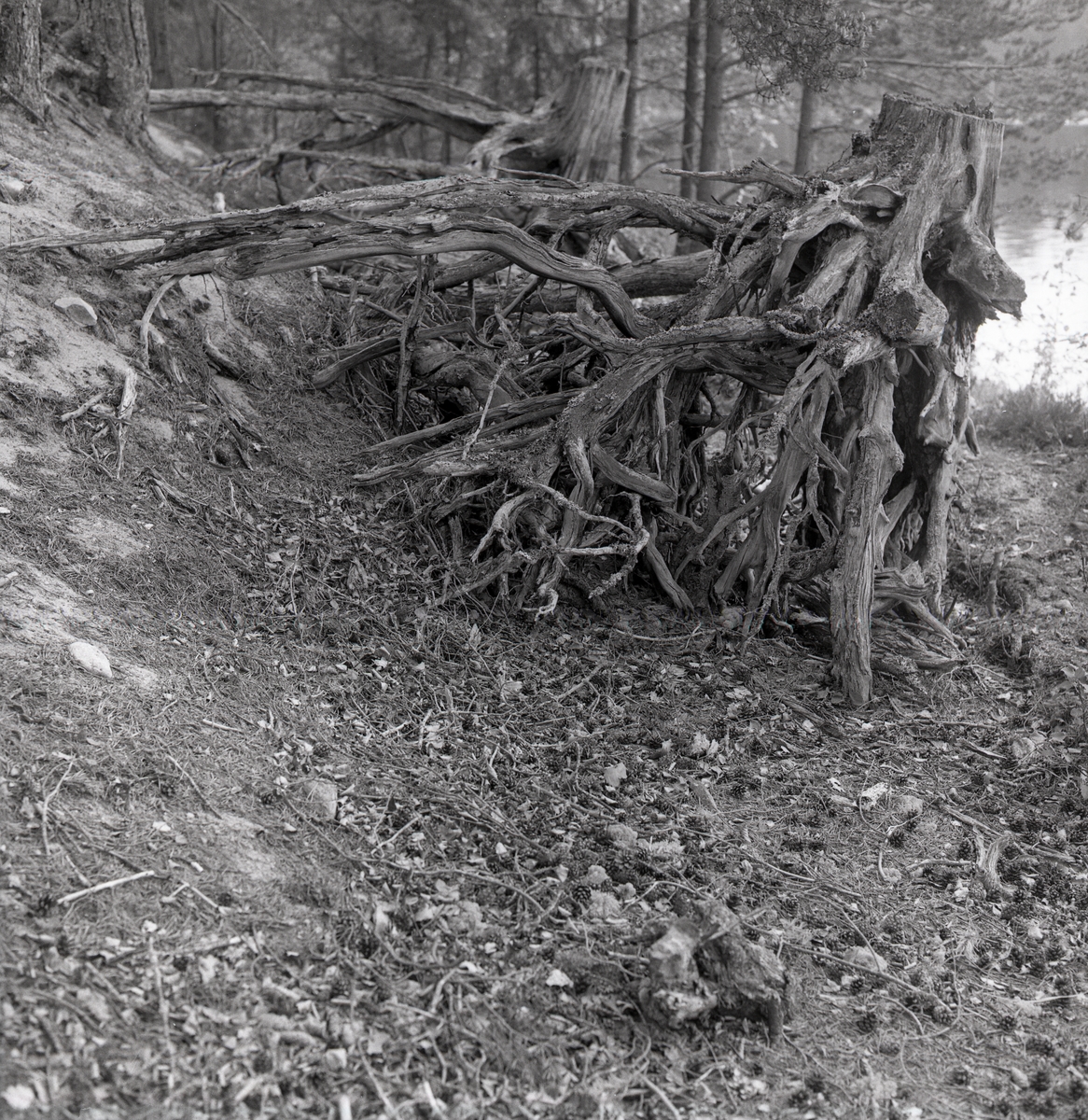 En massa rötter på en stubbe och runtom är det jord, kvistar, löv, kottar, träd och vatten. Ängratörn och stubbarna Törn 1990.