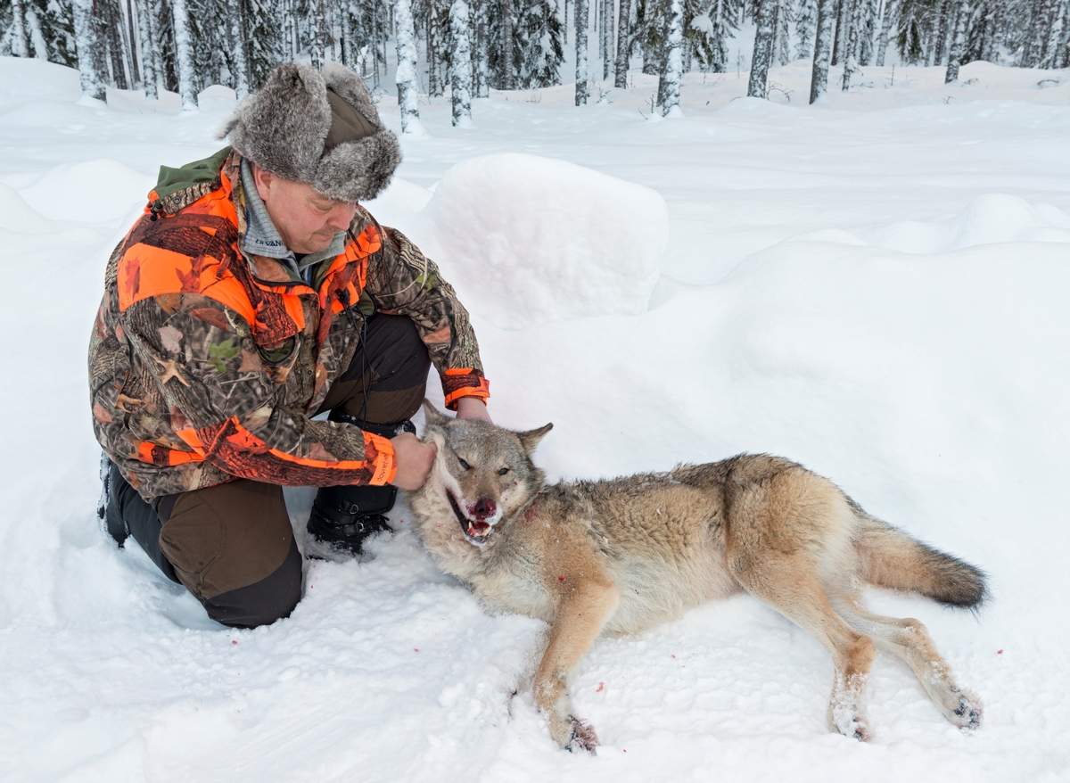 Fra ulvejakta 2018. Jakt på ulv som lever vekselsvis i og utenfor ulvesonen i Hedmark. Jaktleder Arne Sveen med ei ulvetispe fra Julussareviret som ble skutt i Evenstadlia på jaktas femte dag. Ulvetispa veide 36,6 kg. Den ble felt av en av jegerne som sporet den, etter at jaktlaget først hadde lokalisert den og drøyt 70 jegere var postert i terrenget. Alfatispe. Ledertidspe. Ulvejakt. Jakt på rovdyr. Rovdyrjakt. Lisensjakt på ulv. Offisiellt besto Julussareviret før jakta av 6-7 individer.