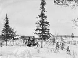 Verdens nordligste grantrær ved gården Mellesmoen, Svanvik, 