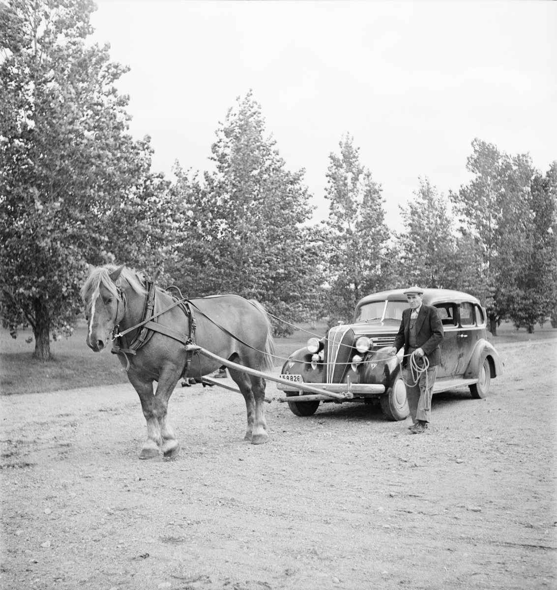 Hästprovningar, Ultuna, Uppsala 1952