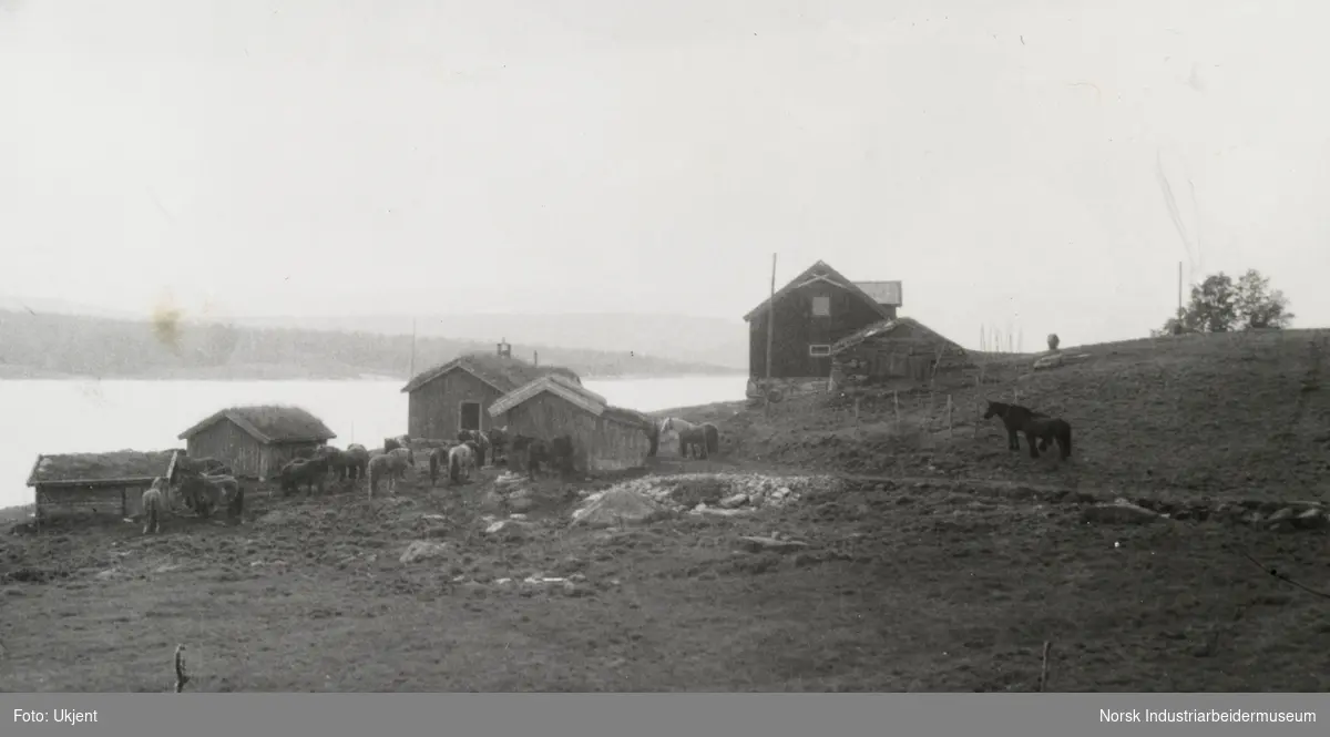 Hester beiter på tunet til gårdsbebyggelse på Sundet, Møsstrond. I bakgrunn sees innsjøen Møsvatn