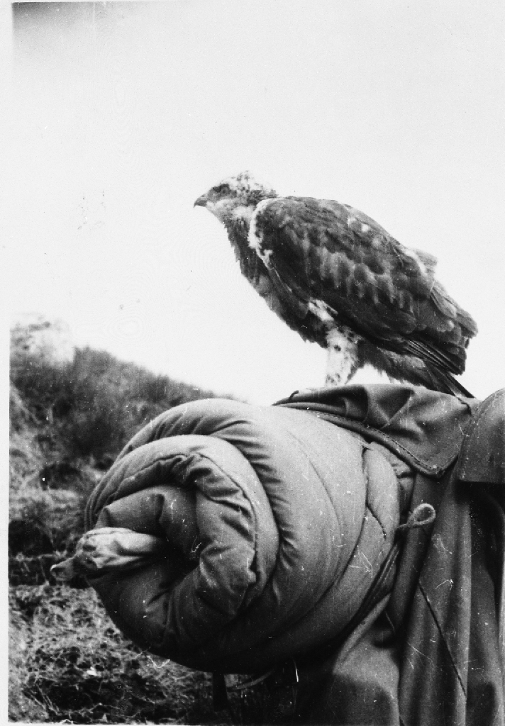 Fjellvåken "Villiball" på ryggsekk/sovepose. Magnus Søyland fanga fuglen, den vart temd og halden i eit stort bur på garden.
