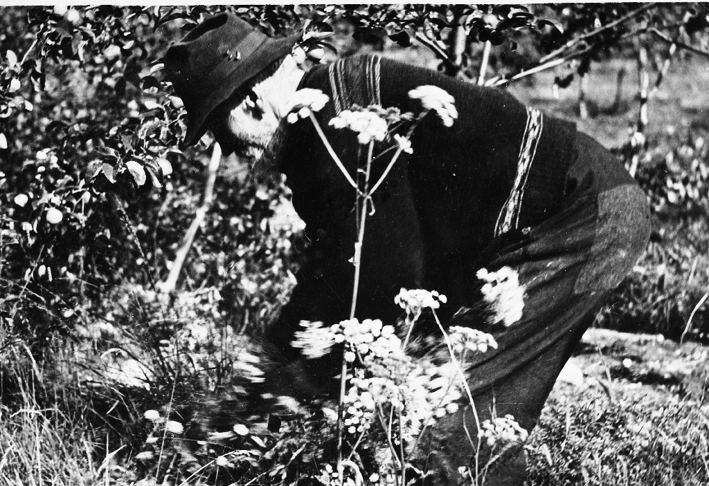Gamle Tønnes G. Kverneland  (1857 - 1950) plantar i hagen.