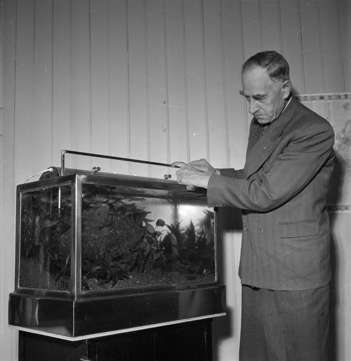 Akvarieutställning, Uppsala 1953