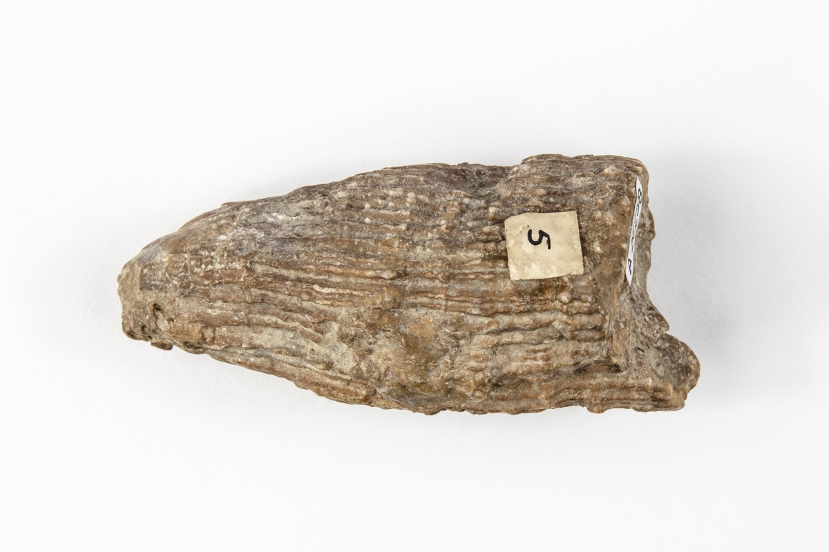 Fossil av en korall. Korallen är ett nässeldjur. Exemplaret kommer från dåvarande Hallstadt i Österrike-Ungern och ingår i Adolf Andersohns samling.