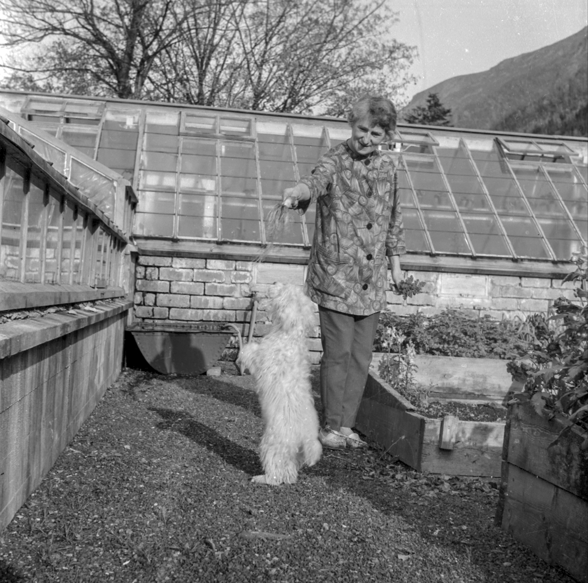 Borghild Moe med hund ved drivhuset i hagen.