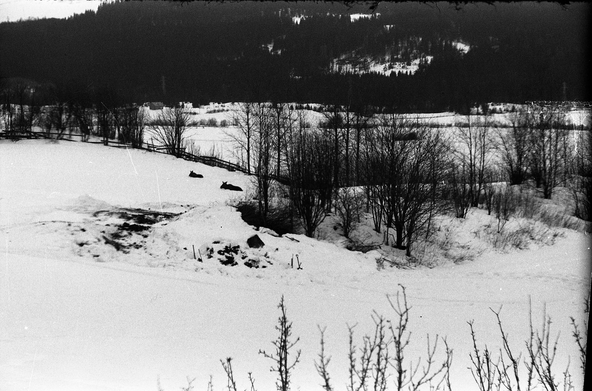 To elger som hviler i snøen på jorde som tilhører Brunsberg på Kraby, Østre Toten. To like bilder, men der det første nok er tatt med teleobjektiv.