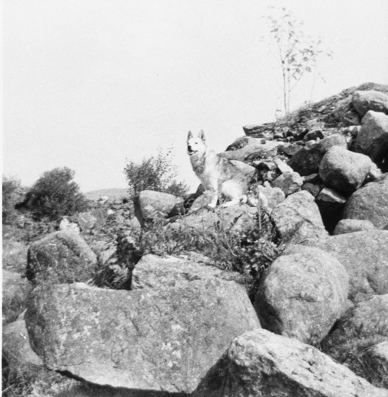 Buhunden Prins i steinrøys på Ree. Eigar er Kjellaug Bergene (1949 - ), dotter til Johan O. Bergene.