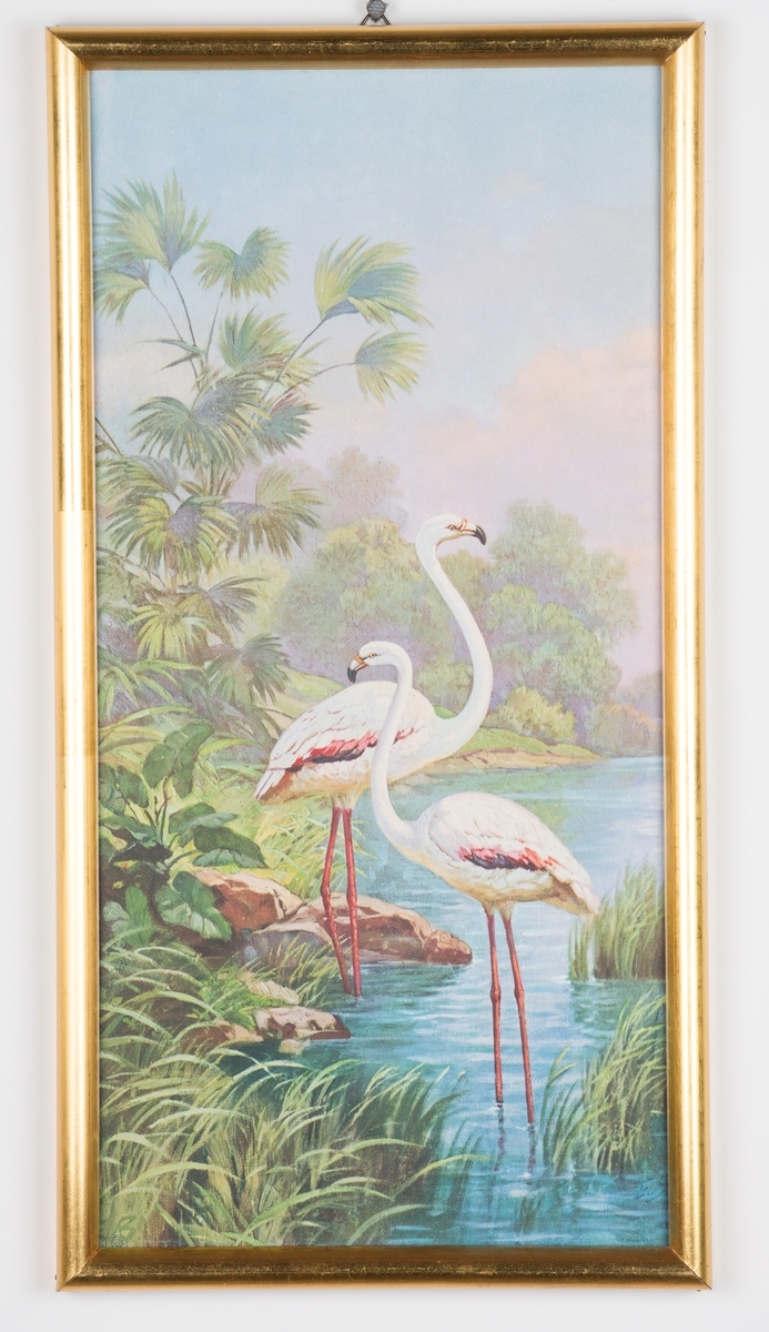 Flamingoer (mulig traner?) i vann