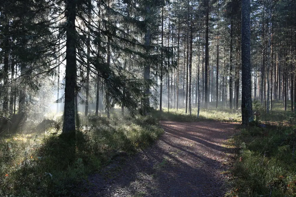 Vei gjennom granskog.