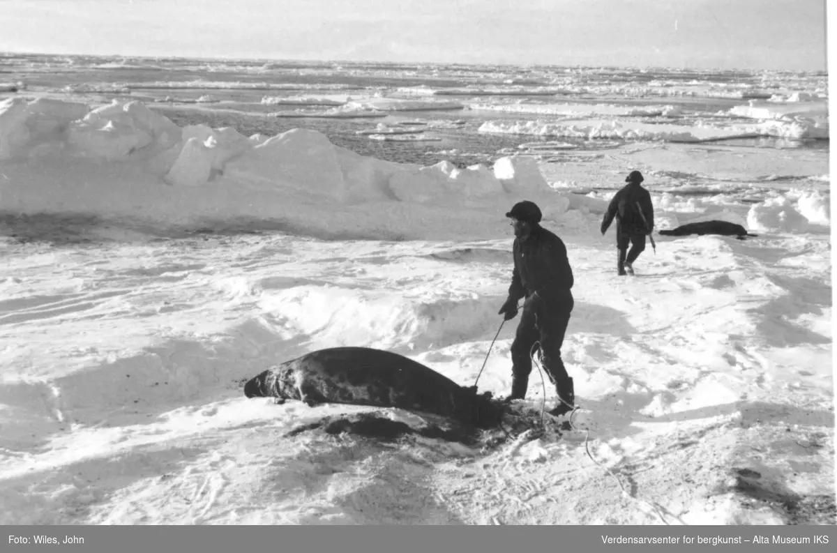 Mannskapet på Polis ute på isen å henter fangsten. 2 døde seler på isflak og 2 menn som henter dem.