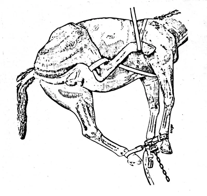 Hesten er veltet og bundet sammen med kjetting og platelonge (lange remmer).
