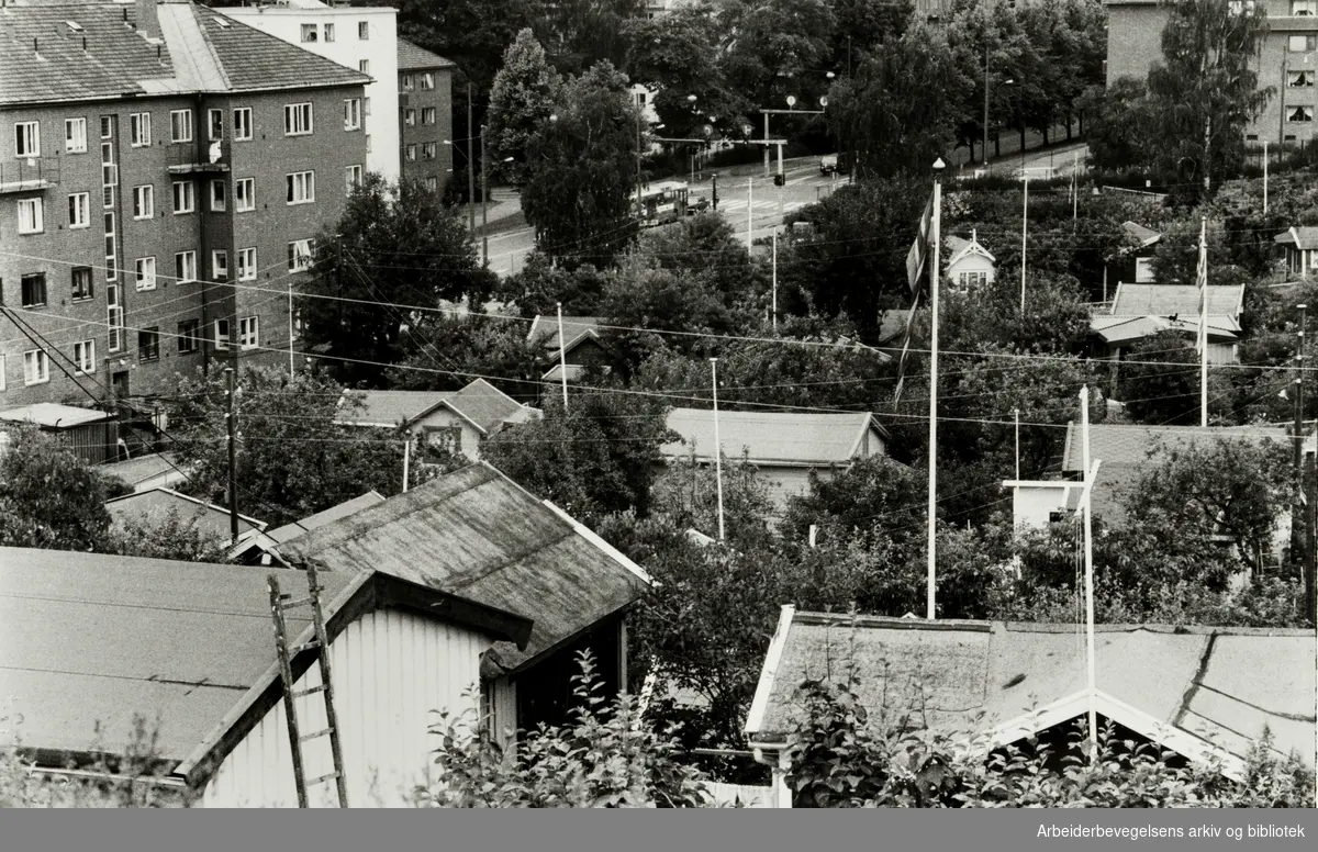 Rodeløkka kolonihage. Juli 1982
