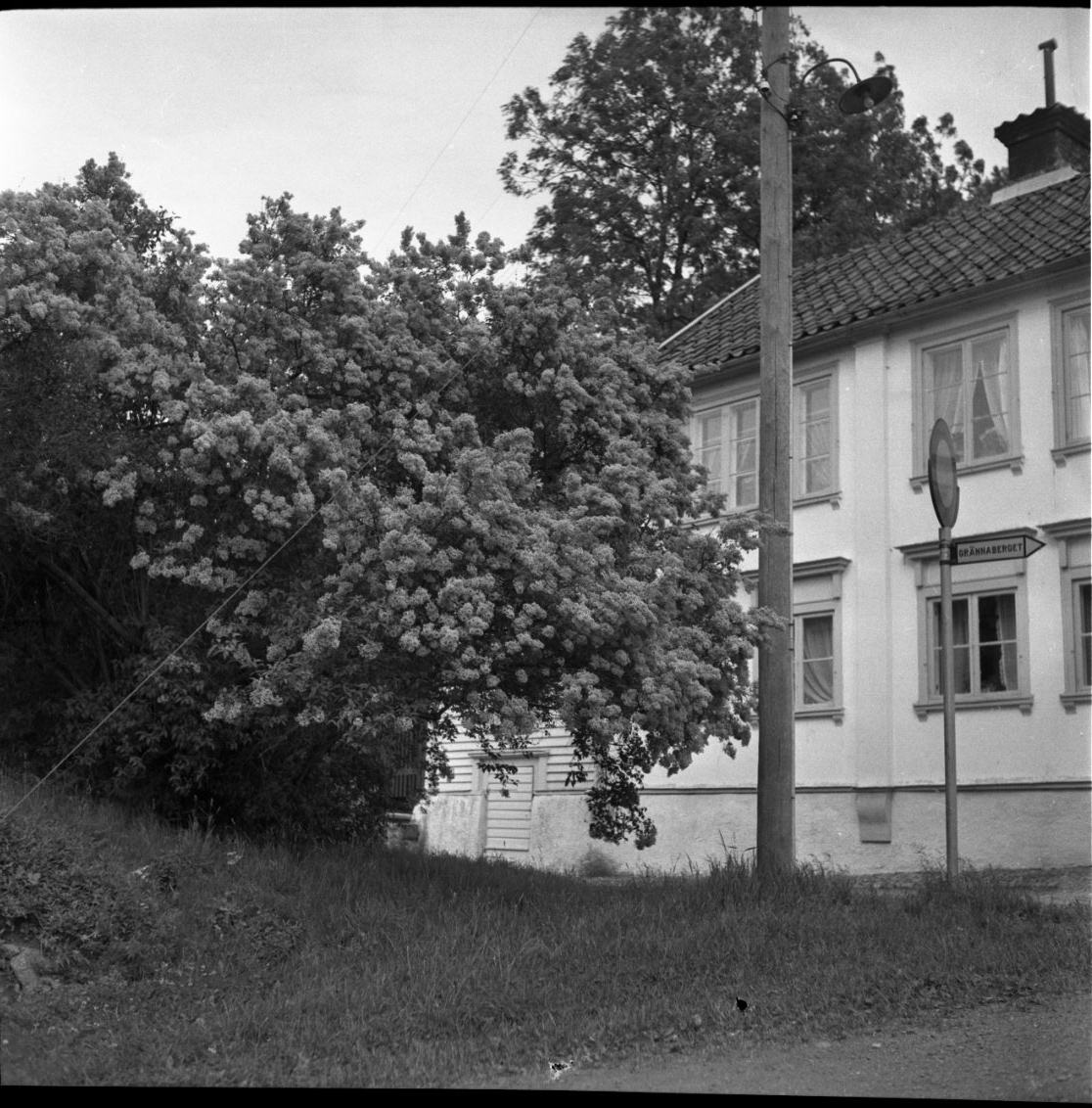 Fotografi av så kallade Eckerbergska fastigheten, vars norra del är skymd av ett träd.