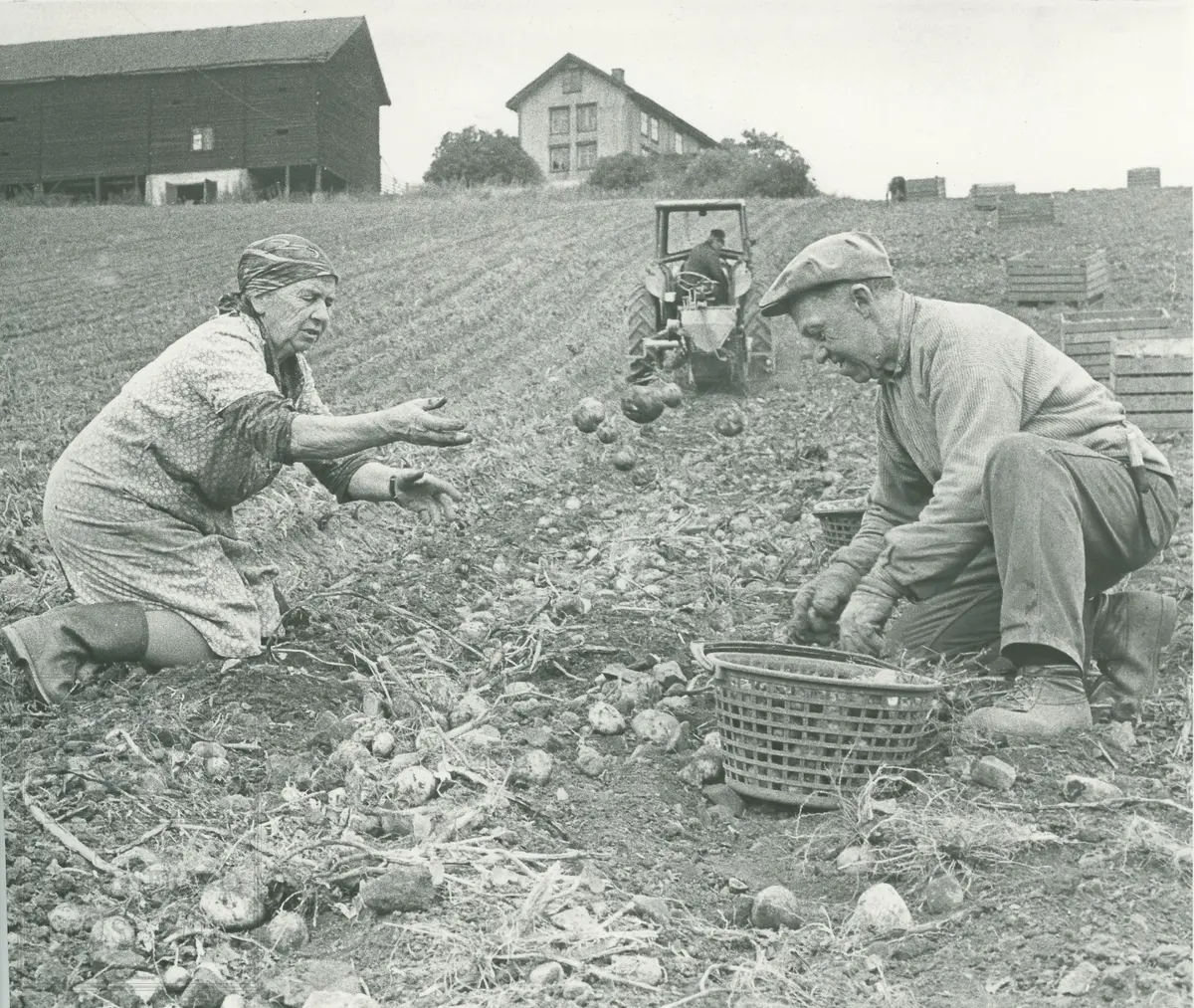 Søsknene Margit Thomt og Harald Thomt plukker poteter på garden Tomt