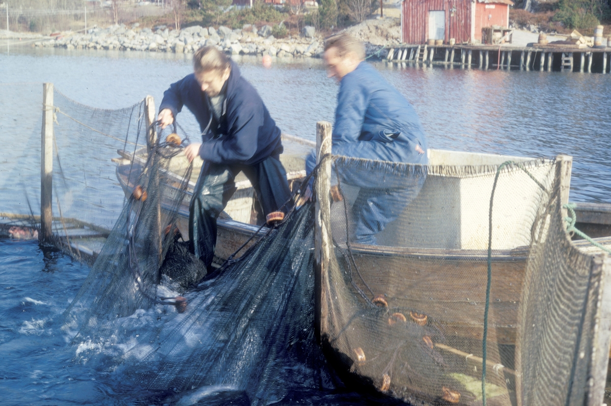 To menn holder på å line opp ei orkastnot. Nota er for å fange laks i merda. I bakgrunnen ser vi brygga i Laksåvika.
Mennene er Ove Grøntvedt, en av eierne av anlegget og Einar Brun, professor i zoologi ved universitetet i Tromsø.