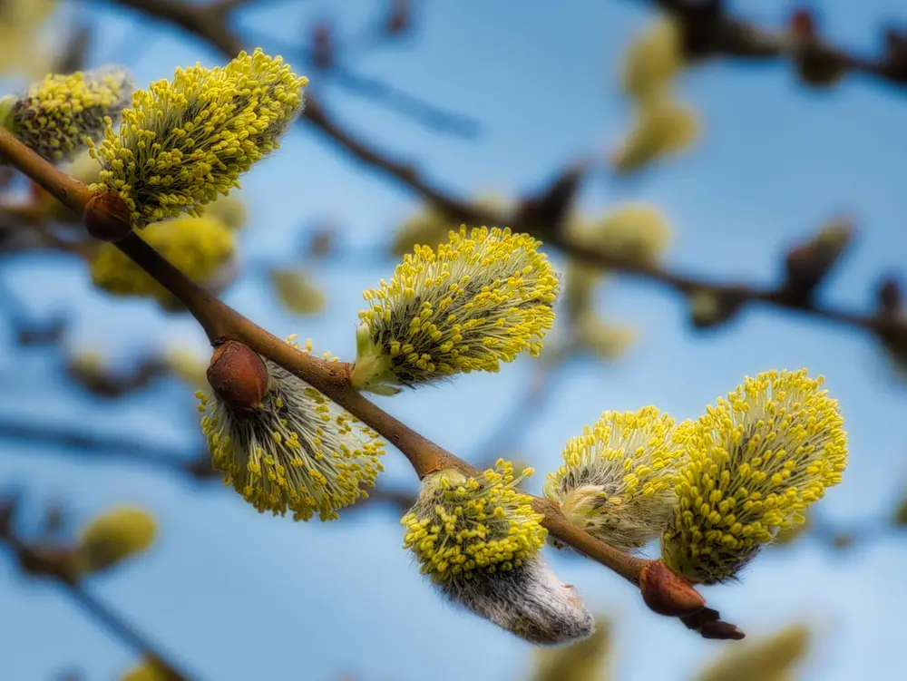 Nærfoto av seljeblomster , også kalt gåsunger.