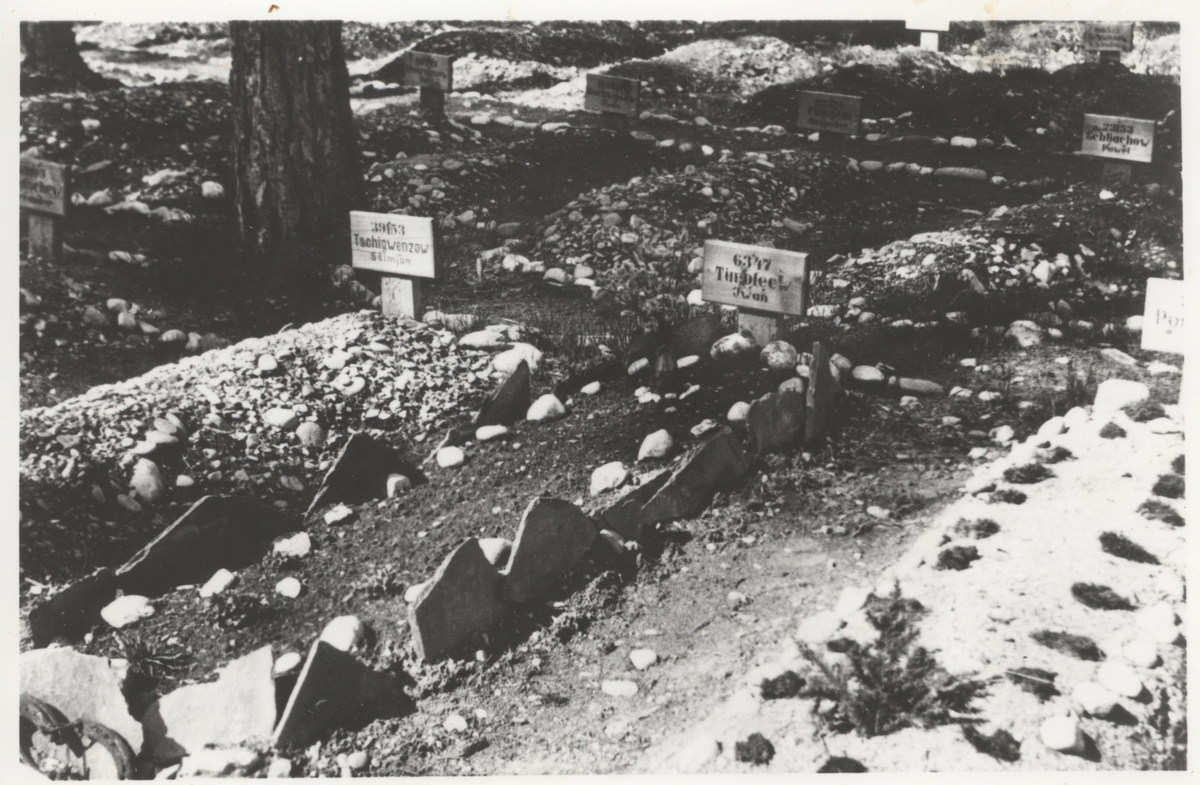 Graver på krigsgravplassen Jørstadmoen i Fåberg (Lillehammer). Hver grav var opprinnelig markert med nummer og navn. Senere er disse markeringene tatt bort. Bildet er trolig tatt kort tid etter 2. verdenskrig.