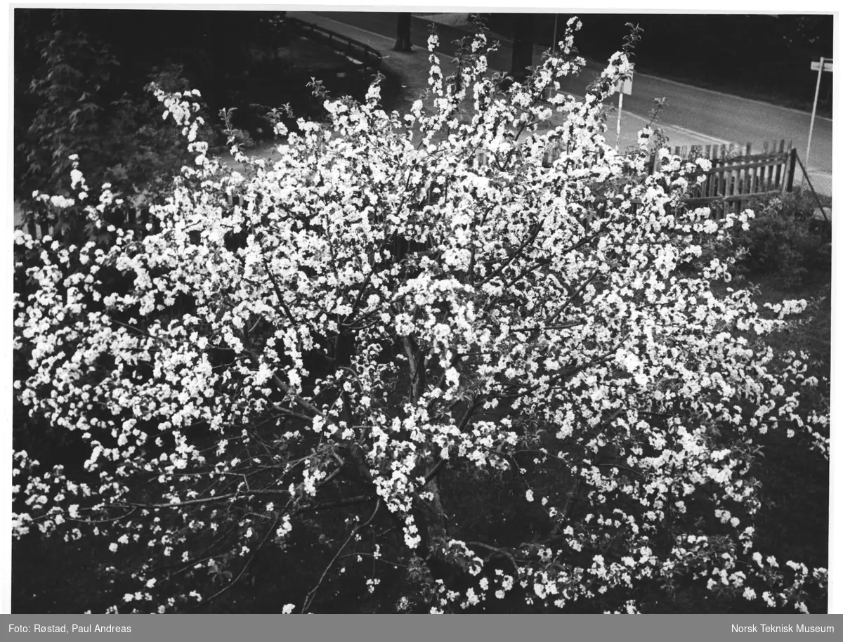 Kjelsåsv. 28 B. Epletre i full blomst