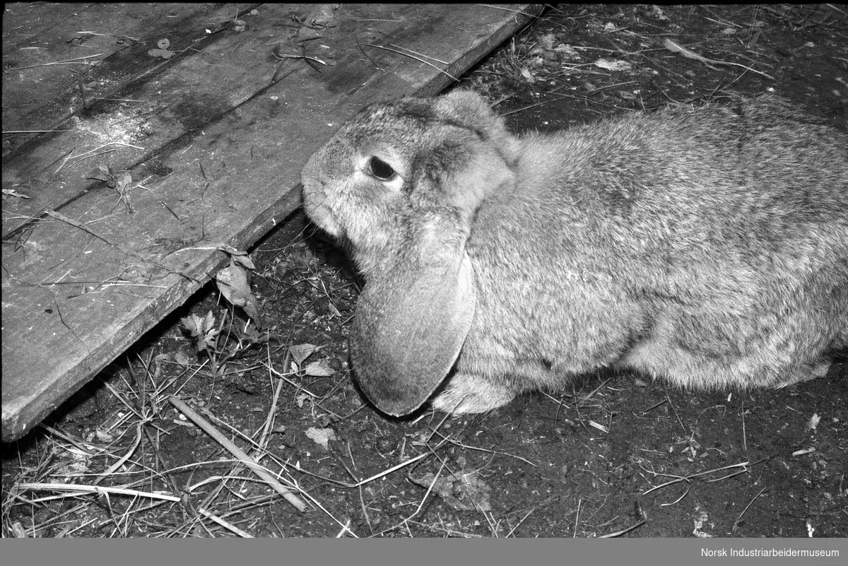 En kanin på plenen.