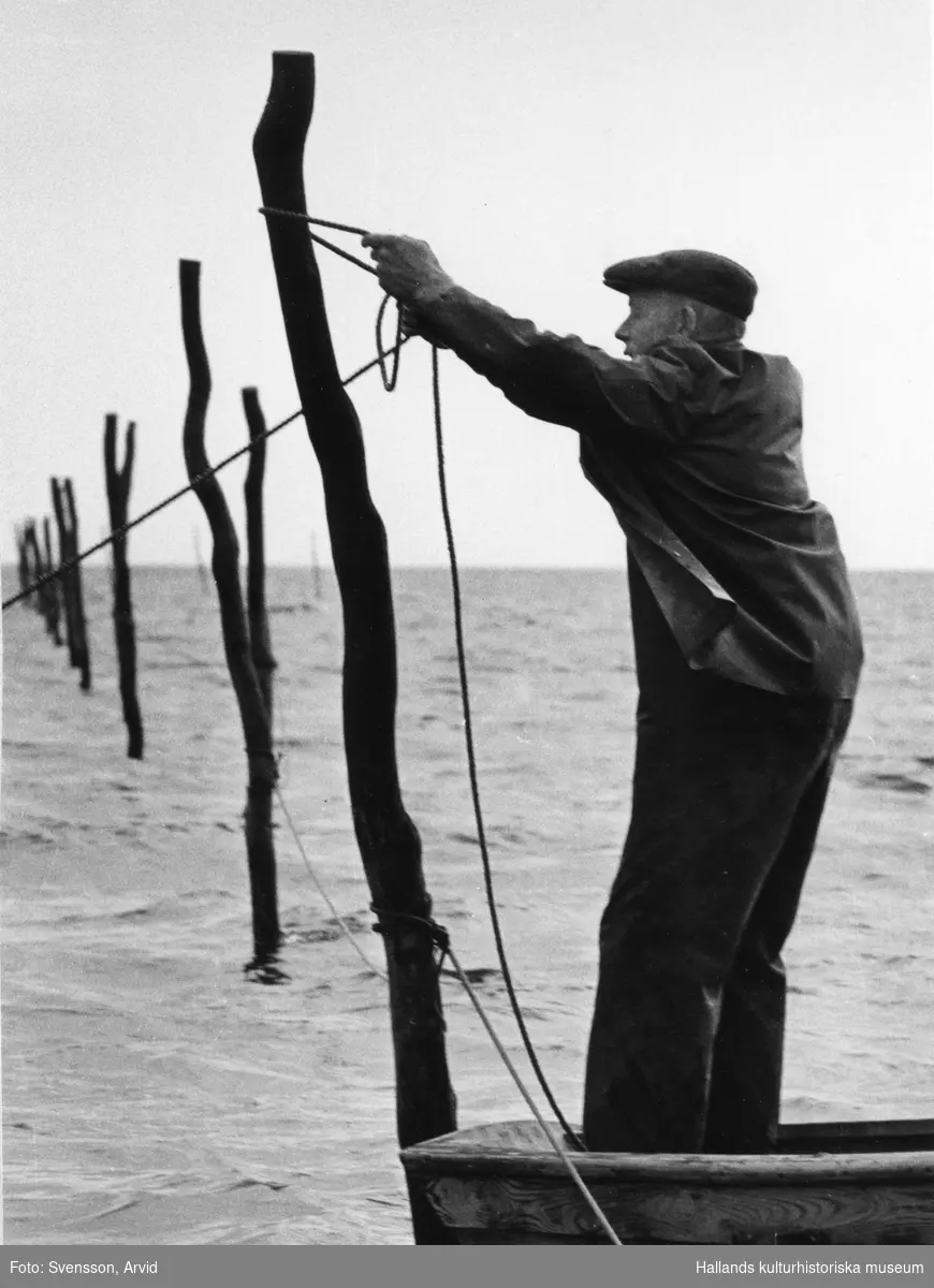"Artur Isaksson hjälper sina bröder att sätta ner pålarna." På bilden ses han lägga ett rep om en av pålarna. Walter och Ingemar heter bröderna (se även bild VMA11264_9/10)