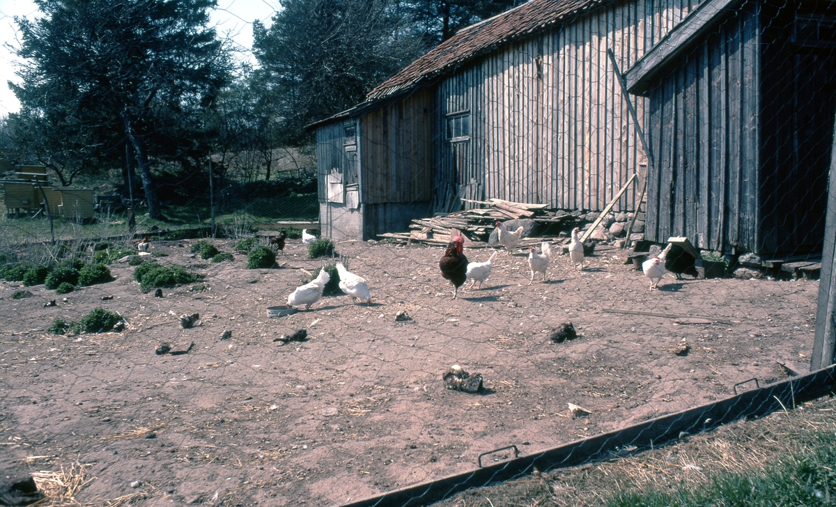 Hönor pickar på marken vid Heljered Västergård 3:9 "Korneliussons" år 1978. Gård från cirka 1890-1900. Relaterat motiv: A1631.