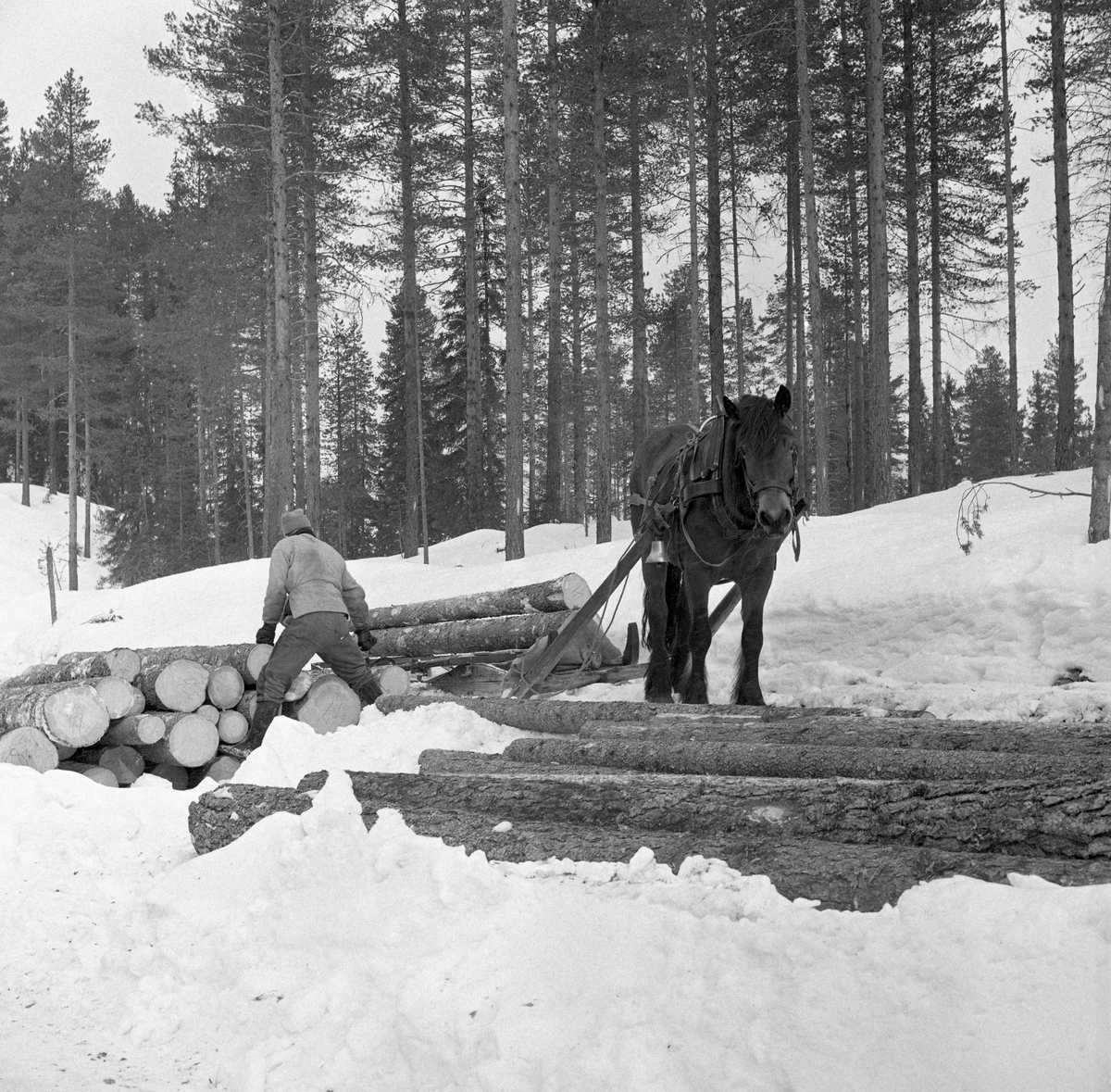 Tømmerkjøring med «rede» hos Per O. Løberg (1912-1987) og sønn. Kjøringen foregikk i nærheten av Nybergsund, Trysil, Hedmark.