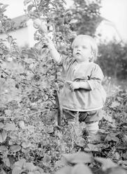 Liten gutt i frukthagen. Plukker epler. Gunnar Berge.