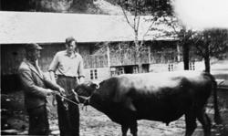 F.v. Asbjørn Olav Øveraas og Anders J. Frisvoll med oksen "S