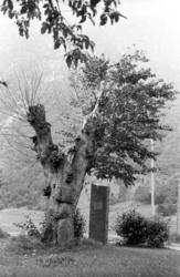 "Bjørnsonalmen", Eikesdalen. Dette var siste året almen stod