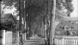 Gørvellalleen sett fra Parkvegen.