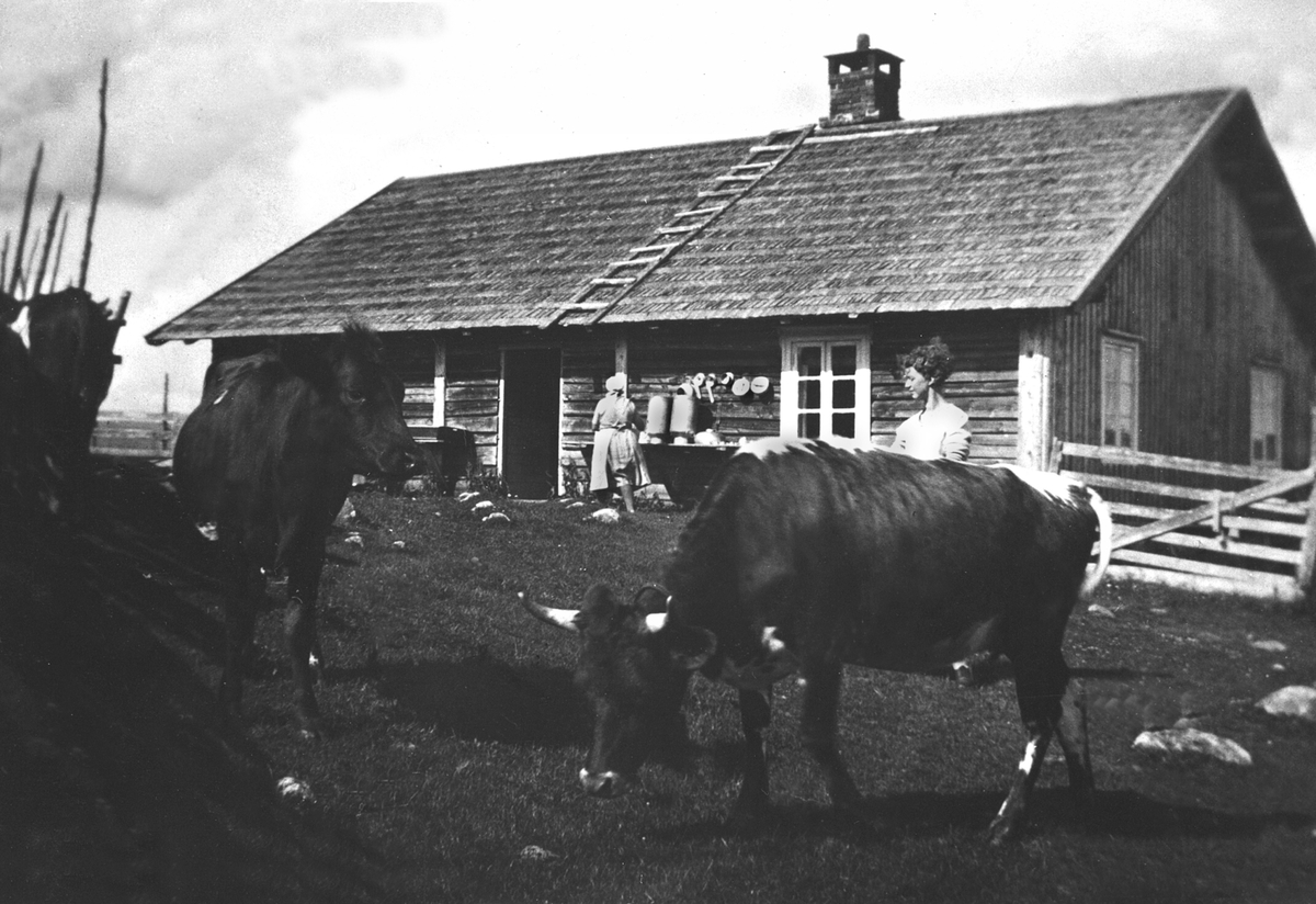 Størhuset på Kvarstadsetra tilhørende Purkilstad, Stavsjø, Hedmark. Kuer utenfor. Budeier.