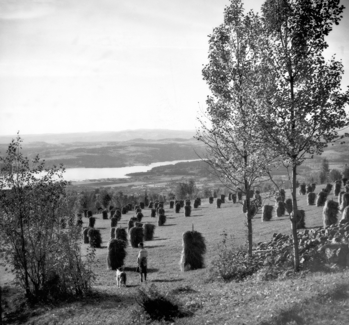 Utsikt fra Høsbjør gård,  Høsbjøråsen mot Brumunddal. Landskap. Kornsnes Ingeborg Rønning Beilegaard med hunden Ranja Ca. 1939. 
