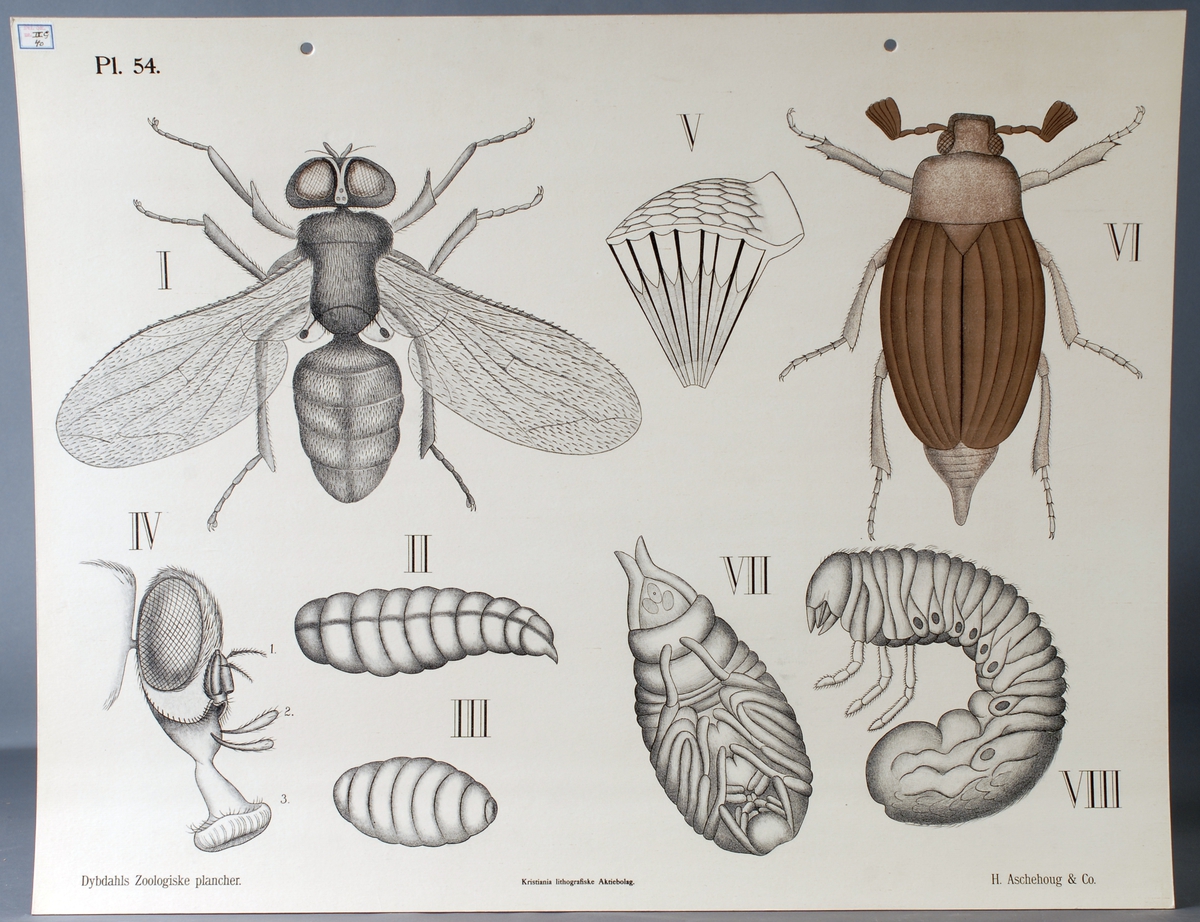 Fremstilling av insekter; husflue, oldenborre.