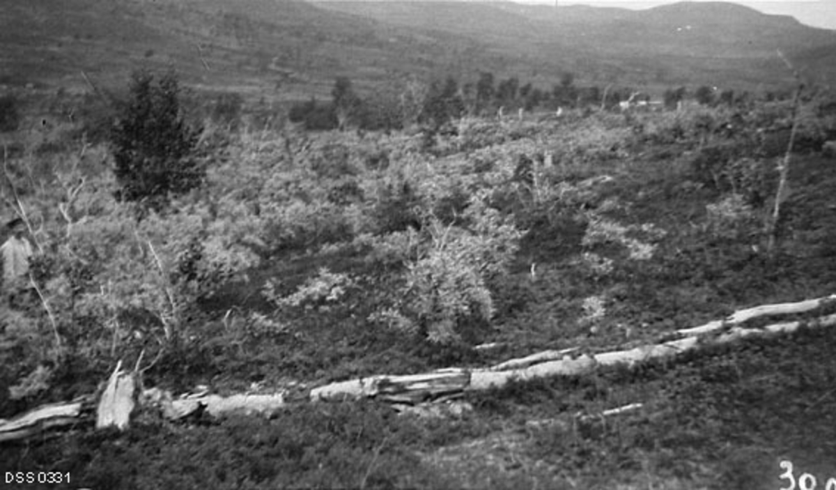 Samisk «hogstfelt» i Skoelvdalen i Bardu i Troms, fotografert i 1909.  I forgrunnen ser vi et par råtnende bjørkestammer på bakken.  Bakenfor ser vi ei frisk bjørke, men ellers er det vierkratt med lysere lauv som dominerer vegetasjonsbildet.  Fotografiet ble tatt av skogforvalteren i Troms, Ivar Ruden, som hadde fått i oppdrag av skogdirektøren å dokumentere eventuelle skader de svenske reindriftssamene som kom til Troms med dyra sine i sommersesongen påførte skogen.  Det bekymret Ruden at mye av den samiske aktiviteten var konsentrert omkring den øverste skogranda, der bjørkebeltet møtte det trebare høgfjellet.  Omfattende hogst og beiting her førte, ifølge Ruden til at bjørkeskogen forsvant og ble erstattet av blant annet vierkratt.  Vierkrattet gjorde det vanskelig å revitalisere bjørka, noe det antakelig må ha vært et poeng å dokumentere ved dette motivet.  Rudens kollega Agnar Barth kom etter hvert til stadig mer vierkratt på tidligere bjørkemarkn skyldtes en forsumpingsprosess, som nettopp var initiert ved at mesteparten av bjørkeskogen var avvirket. 

Rudens generelle beskrivelse av skogforholdene i Skoelvdalen, der dette fotografiet er tatt, finnes under fanen «Andre opplysninger».